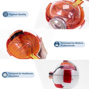 KyrenMed 6X genişlemiş insan gözü modeli göz anatomisi modeli göz küresi tabanı ile tıbbi öğretim için ayrılabilir göz anatomisi modeli - Product Image 6