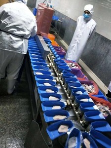 Rotary Tray Type <strong>Sorting</strong> <strong>Machine</strong> Automatic Weight Grading <strong>Machine</strong> - Product Image 3