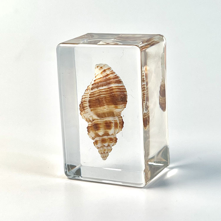 lumaca di mare 2