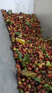 Máquina de clasificación de Color de cereza y café de Colombia, separador de Color rojo y verde, CCD, alta resolución