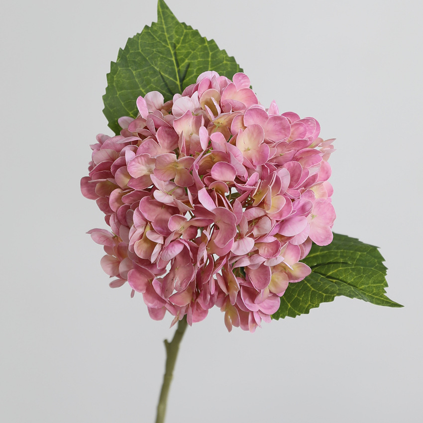 rosa rosa