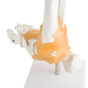 Insan ayak ayak bileği eklemi modeli ile Ligament ayak İskeleti modeli Ligament ayak eklemi anatomik Model beyin yaşam boyutu - Product Image 3