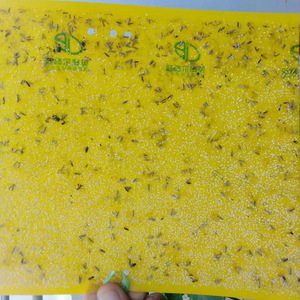 温室黄色昆虫粘套胶捕蝇器控制粉虱蚜虫