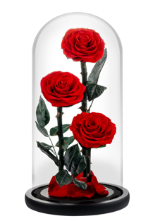 Rouge (15X30 cm) 3 roses