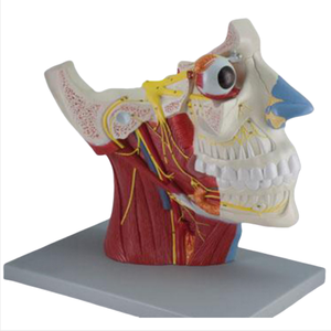 ADA Medical 12組の脳神経モデルと胸椎の解剖学的モデルと教育用の足の解剖学的モデル - Product Image 4