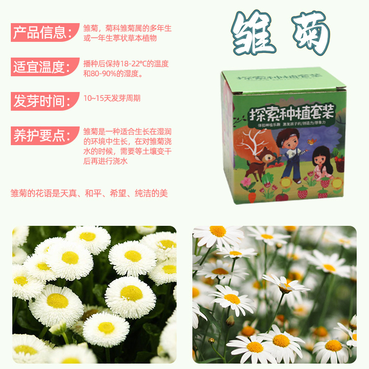 Kit de plantation de marguerites