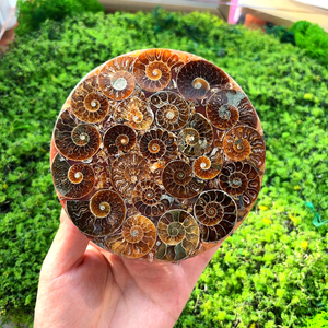 1 pieza de placa fósil de concha Natural, rebanada de jaspe, rocas y cristales, rebanada de amonita, colección de minerales - Product Image 1