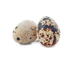 Export canned quail eggs