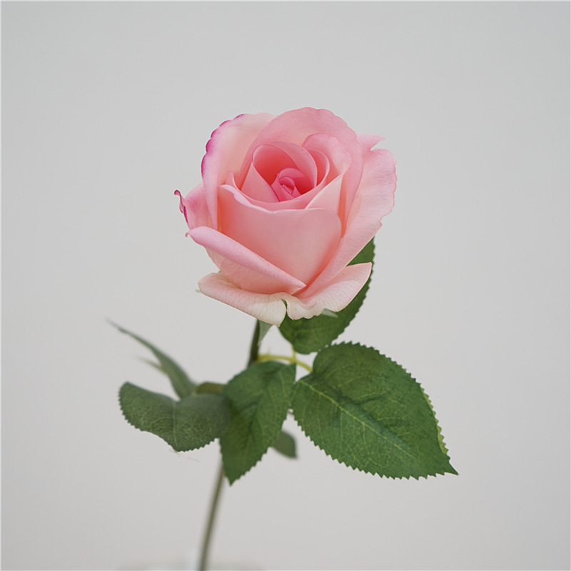 Single kate rose-dark pink