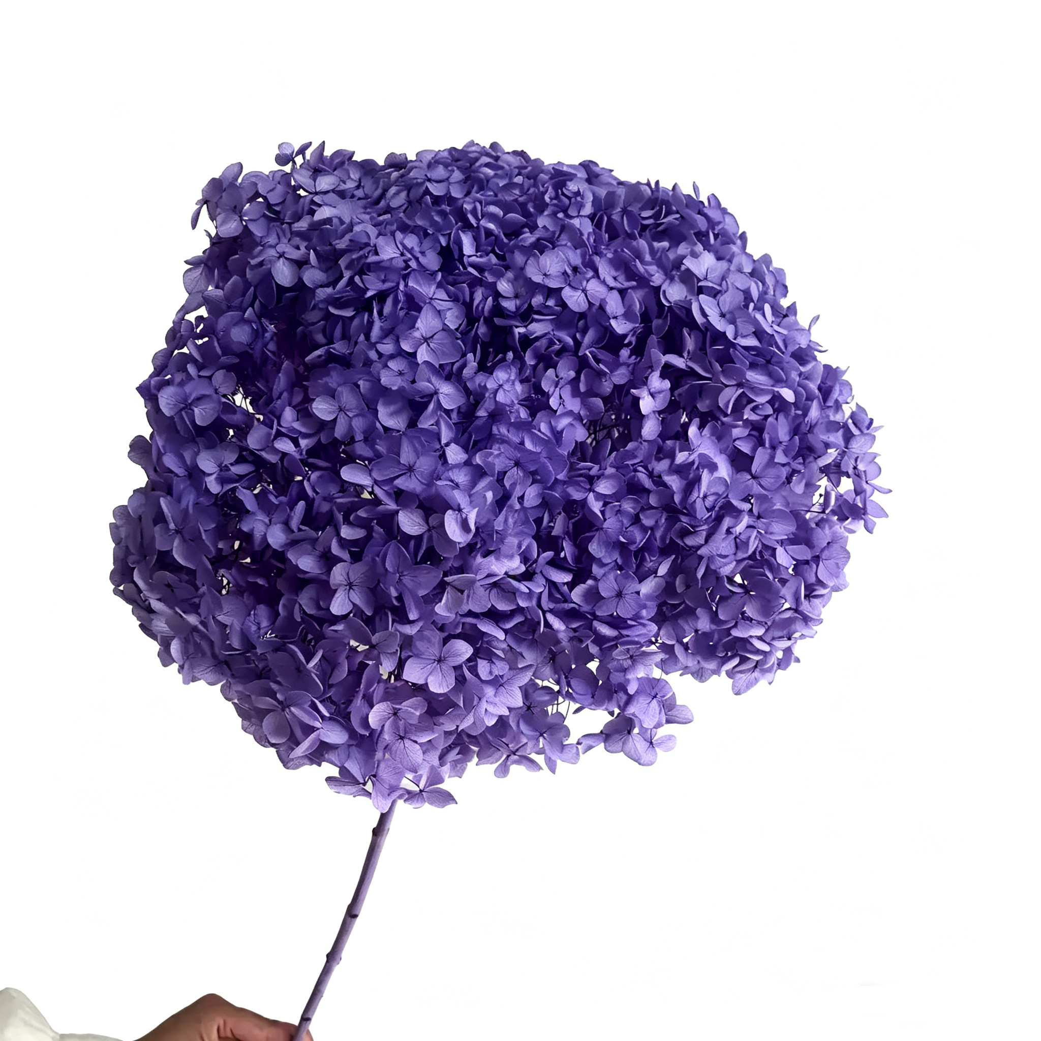 violet