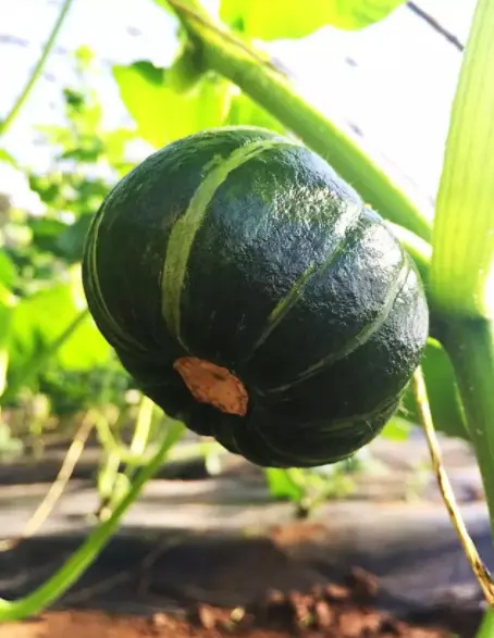 Gefrorene Produkte gefrorenes Gemüse und Obst IQF Bester Kürbis