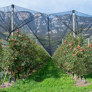 Di alta qualità HDPE Farm Anti uccello rete rete rete per rete di uccelli per la costruzione di interni - Product Image 6