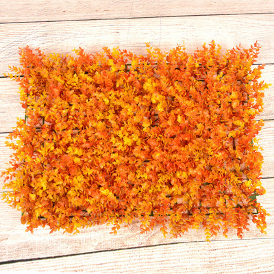 Eucalyptus orange