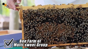 New giá rẻ gỗ <span class=keywords><strong>langstroth</strong></span> tổ ong sâu một lớp 10 khung <span class=keywords><strong>Bee</strong></span> phát ban Box với phụ kiện trang trại sử dụng thiết bị nghề nuôi ong - Product Image 5