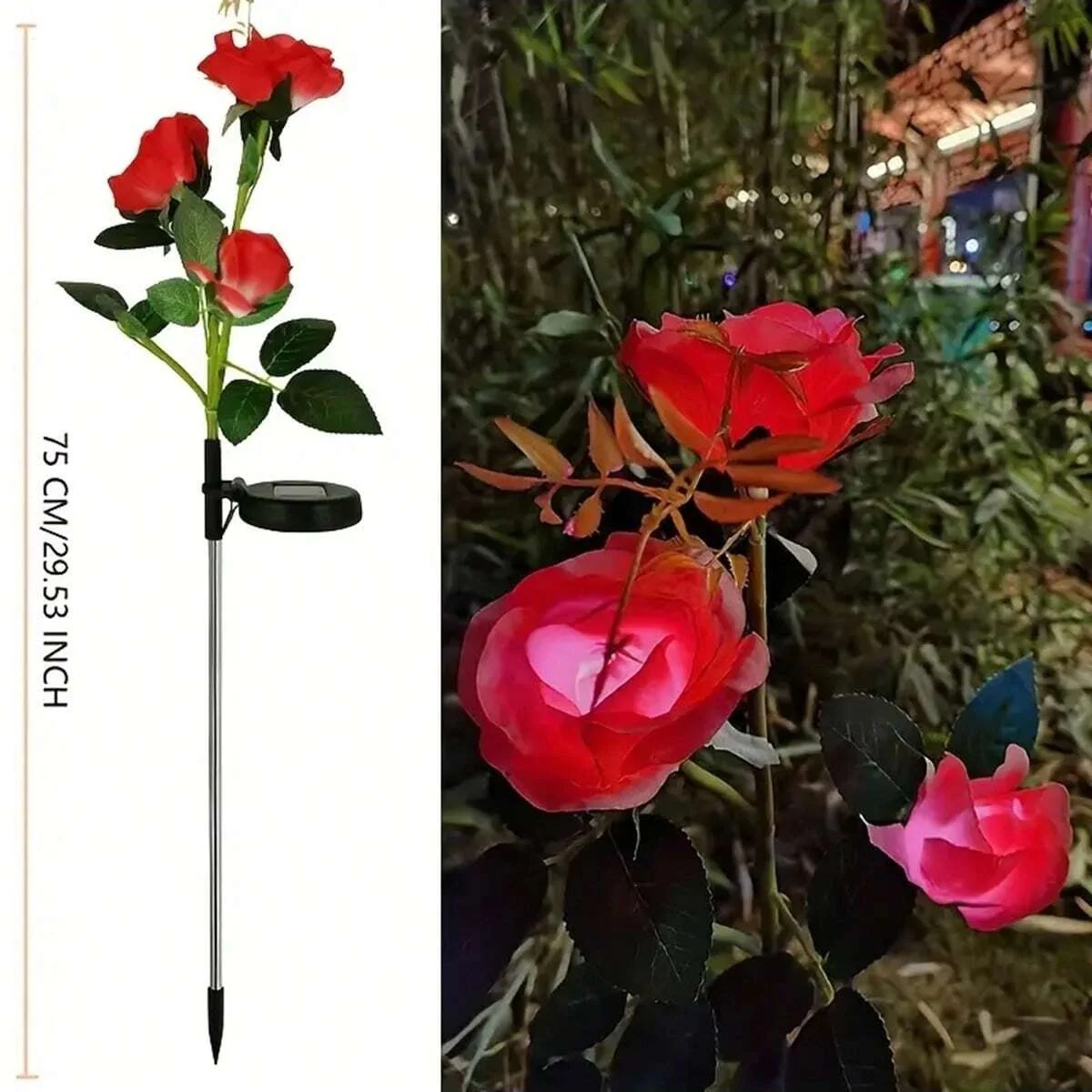 Red rose