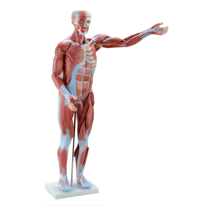 CBM-101A, 80cm, modelo humano, 27 piezas, modelo muscular humano, partes del cuerpo humano