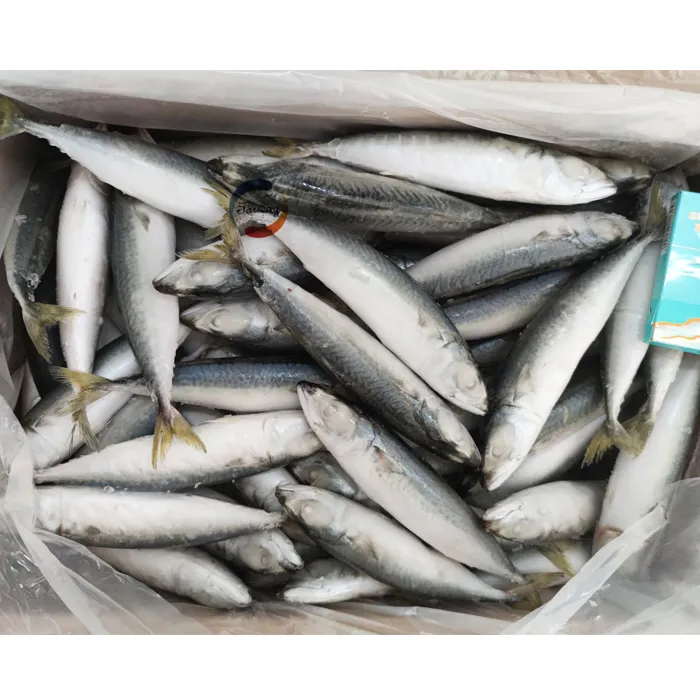 Marine Frozen pacific mackerel (scomber japonicus) whole round frozen mackerel