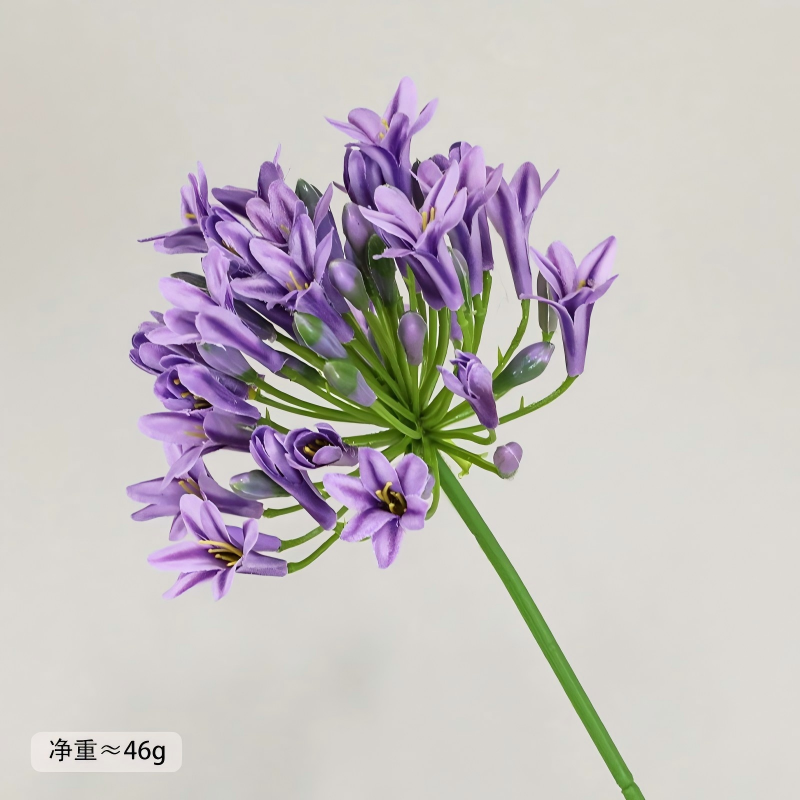 Pourpre