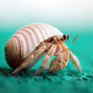 AMZ Choice 15PCS (6 Types) Natural Hermit Crab <strong>Shells</strong> for Medium and Large Hermit Crab Turbo Conch <strong>Shells</strong> - Product Image 6