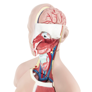 ADA tıbbi Hermaphrodite insan kafası, boyun, torso modeli 33 parça ve insan kafası, boyun ve torso modeli 40 parça - Product Image 4
