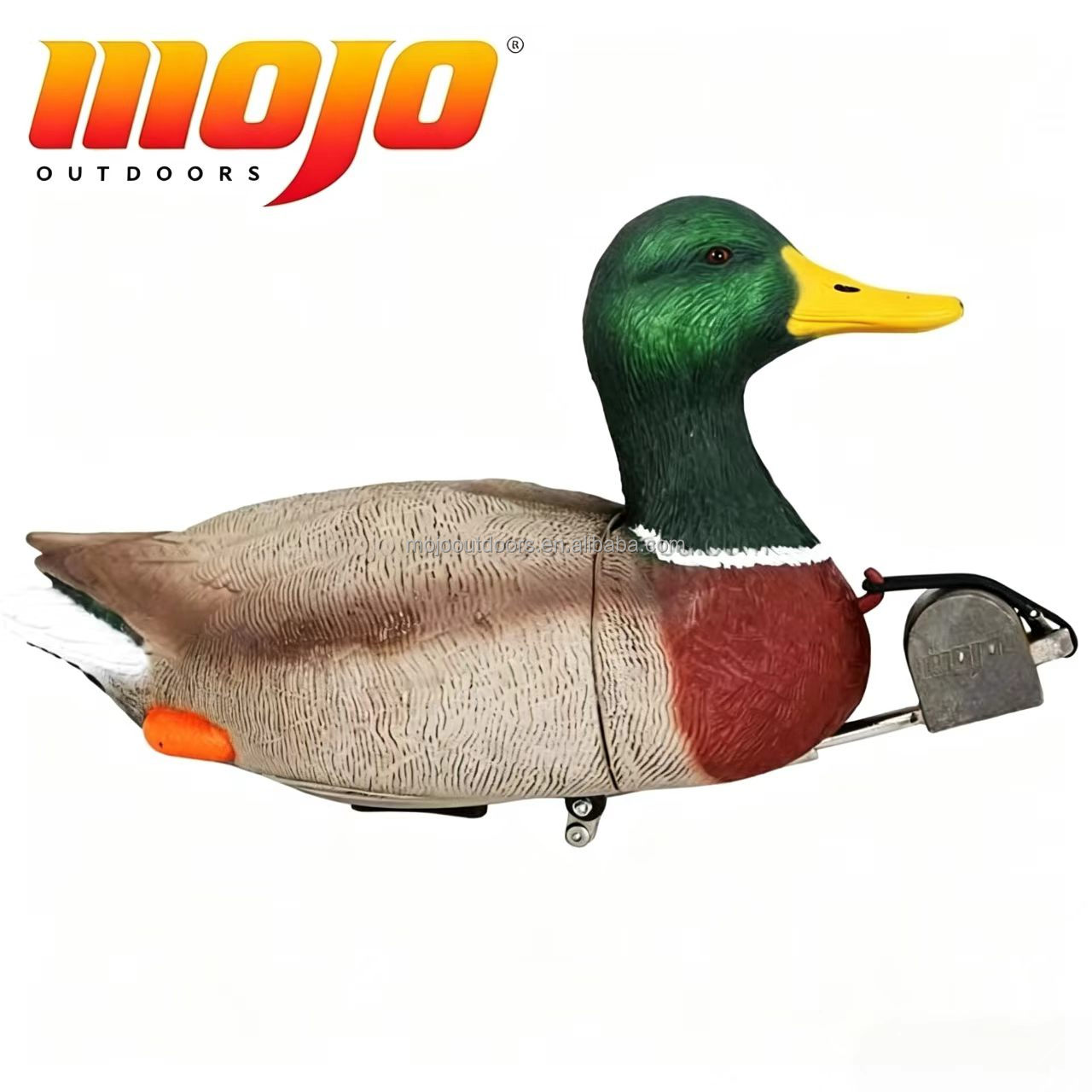 Dabbler Duck Mallard Drake
