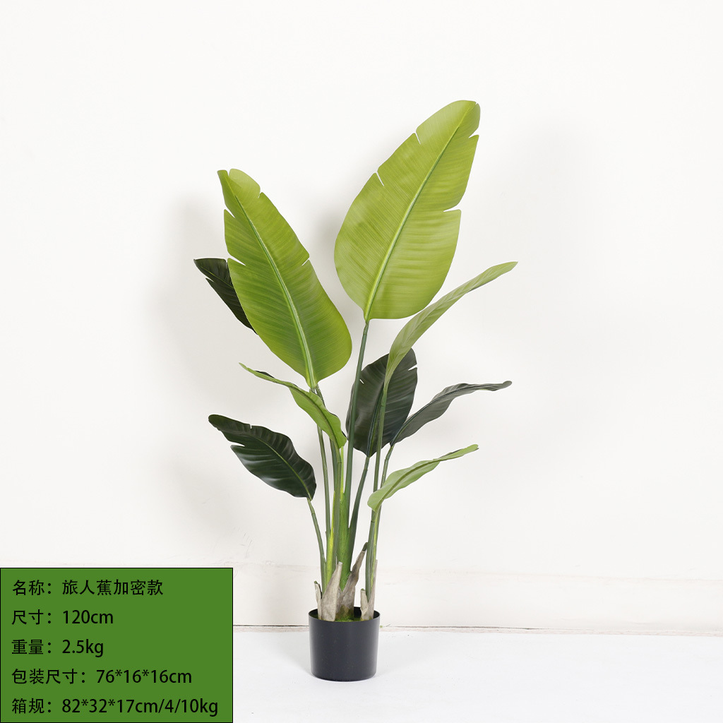 Cryptanthus 120cm