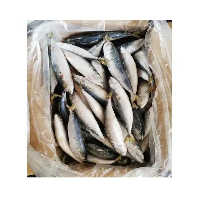 Sağlıklı deniz ürünleri kurutulmuş bütün yuvarlak dondurulmuş pasifik uskumrusu balık