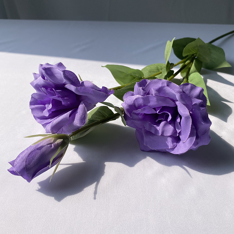 Viola