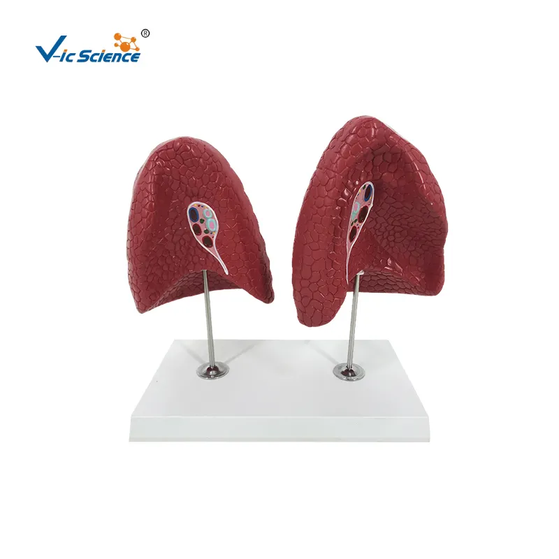 Modelo de anatomía pulmonar izquierda y derecha