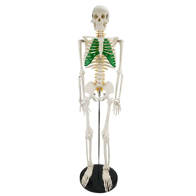 Modelo de esqueleto humano de 85CM, modelo que muestra el esternón verde (cuerpo entero) para enseñanza médica