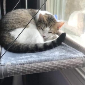 Multifunctional <strong>Cat</strong> Bed That Can Bask in the Sun and <strong>Provide</strong> a Panoramic Window Hammock