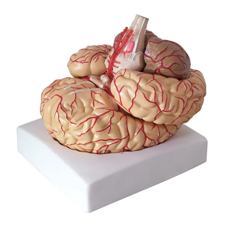 Öğretimi büyük dilimleme eğitim insan anatomisi tıbbi beyin modeli
