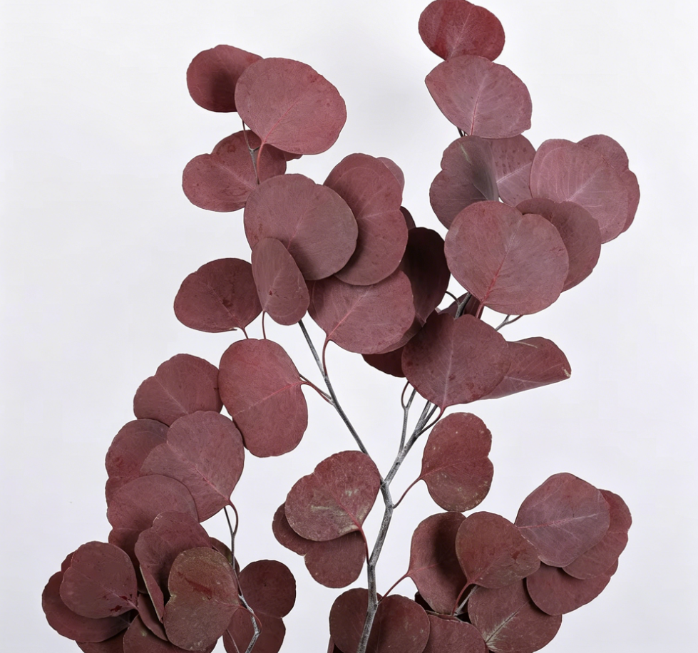 Colore di assorbimento rosso 50-55 cm