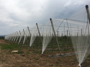 Landwirtschaft Anti Hagel Netz Lieferant Polyethylen Material Farm Anti Hagel Netz Mesh Net Profession eller Hersteller - Product Image 3