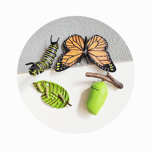 蝶のライフサイクルDIY素材教育玩具ライフサイクルキッズ玩具生物学動物学