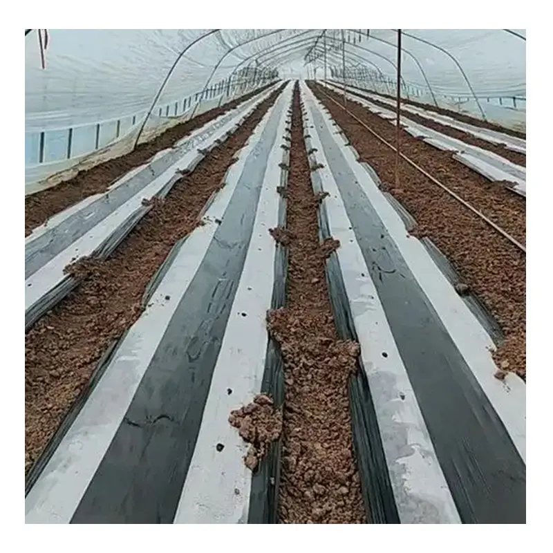 Film de paillis pour culture de légumes agricoles, plastique noir compostable, film de paillis biodégradable