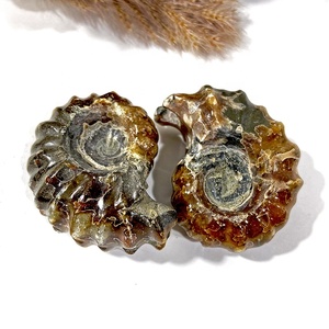 Venta al por mayor de fósil de Caracol de amonita fósil de amonita natural para decoración de enseñanza - Product Image 3