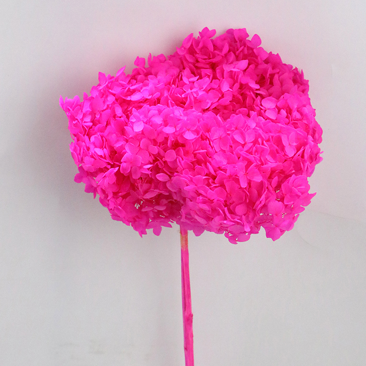 rose pink