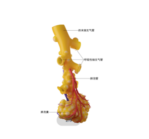 3D印刷モデル3D印刷Alveolus (複数形: Alveoli) 解剖学的構造モデル - Product Image 2