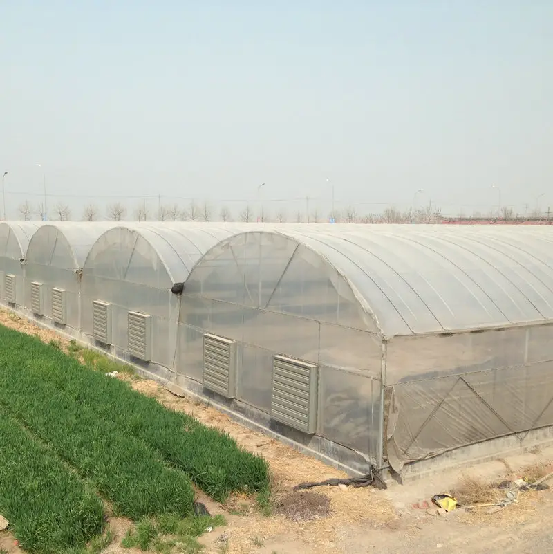 핫 세일 수경 시스템 농업 재배 토마토를위한 온실 재배