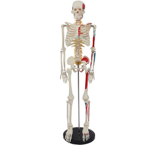 85CM Intervertebral Disc Neuro Skeletal Model Human Skeletal Half Body Muscle Starts and Ends for Teaching <strong>Explanation</strong> - Product Image 2