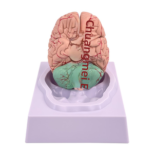 Modello completo di anatomia del cervello per la struttura del tronco cerebrale del cervello del dipartimento di neurologia dell'arteria cerebrale per la formazione medica - Product Image 3
