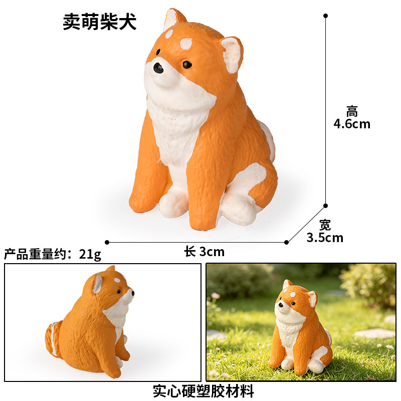 coloré 3831 Vente de Shiba Inus mignons