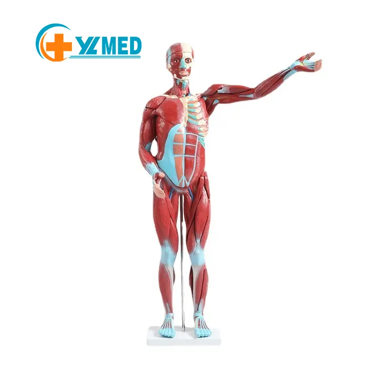 चिकित्सा शिक्षा, शारीरिक मॉडल, सामान्य शरीर रचना मॉडल, मानव मांसपेशी