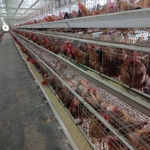 新型畜牧设备以性能为导向的家用和农场鸡用a型钢制电池笼