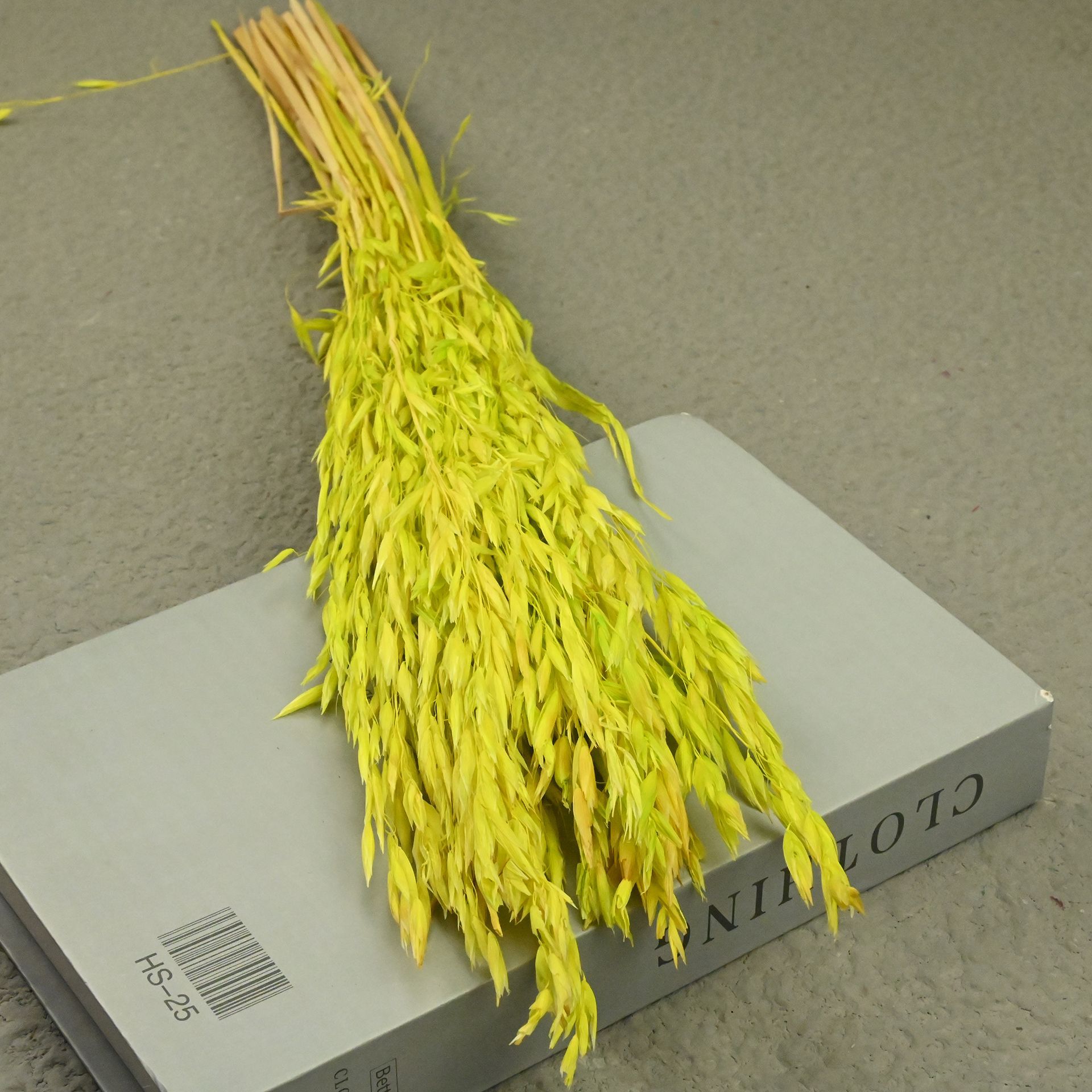 Oat yellow-green