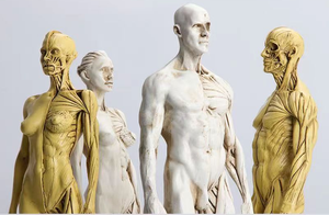 <strong>Art</strong> Human Musculoskeletal Anatomical Structure Model Painting <strong>Art</strong> Sculpture Teaching Reference Model 30cm Muscle Human Model - Product Image 5