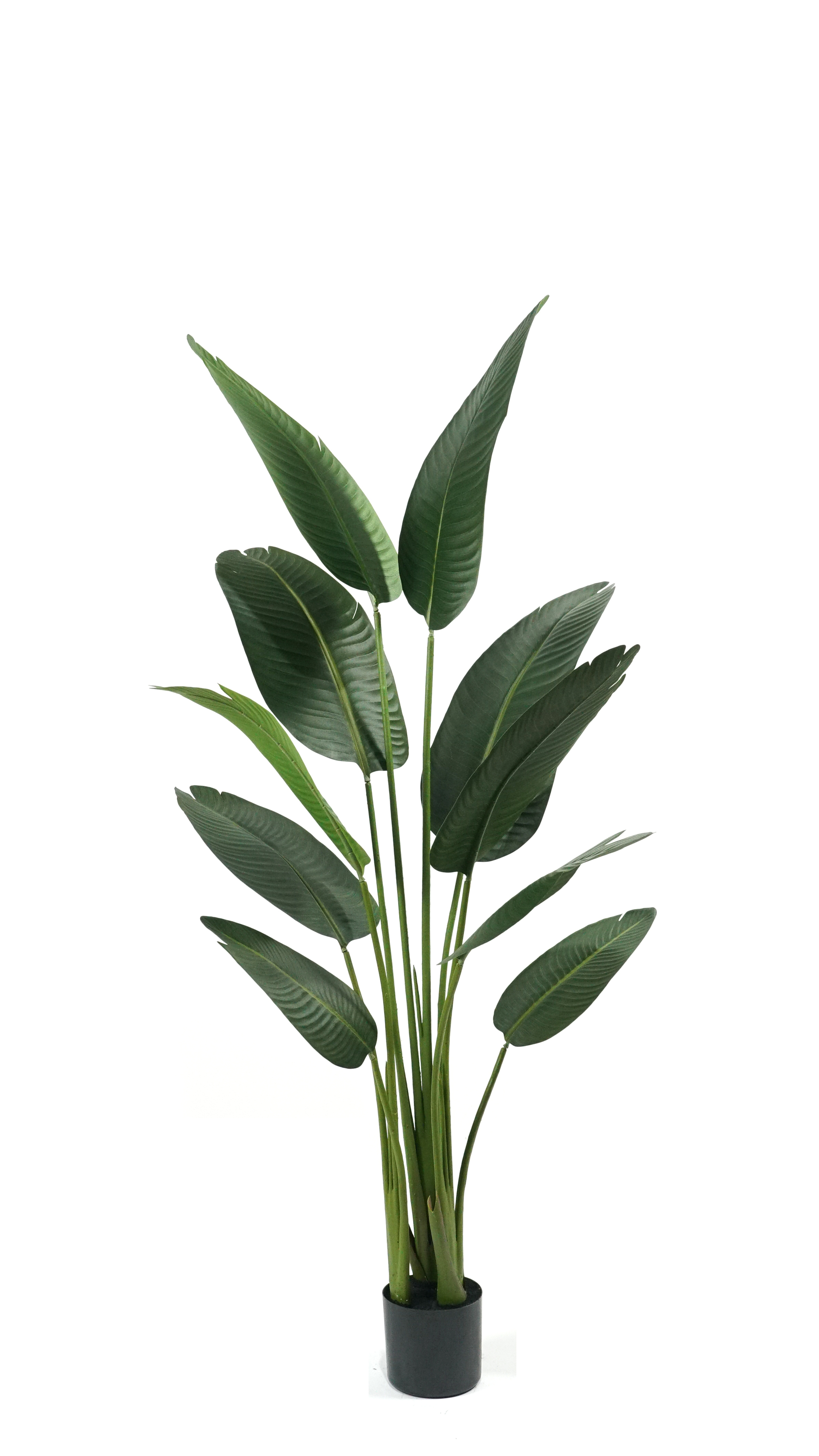 Banane voyageuse 160 cm