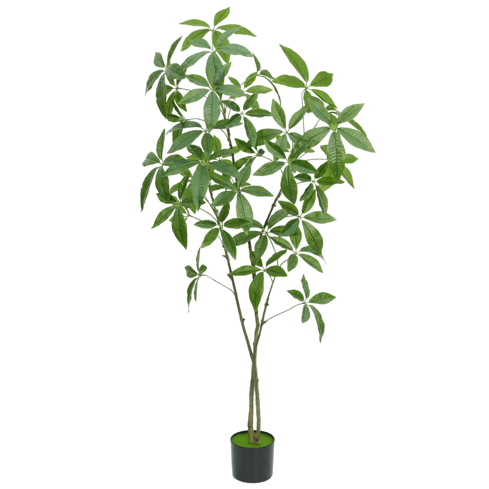 150cm Money Tree