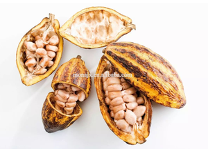 Macchina per la sgusciatura di cialde di cacao verde macchina per la raccolta di fave di cacao macchina separatrice - Product Image 2